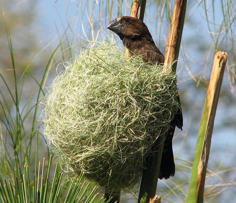 swart vink 1.jpg - Dikbekwerwer mannetjie by sy nes.. Thickbilled Weaver